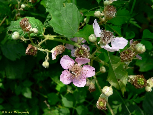 {Rubus bifrons}